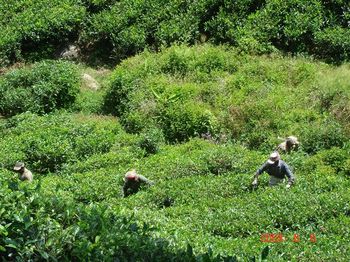 29 tea fields workers.jpg