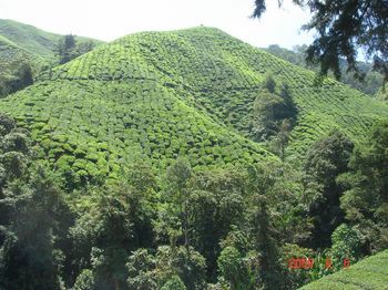30 tea fields mountain.jpg