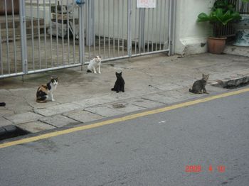 cats gathering.jpg