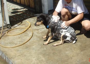 dog being washed.jpg