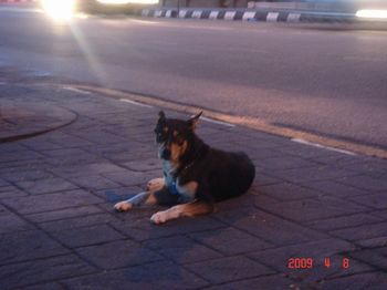 dog on the curb.jpg