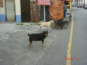 dogs at love lane.jpg