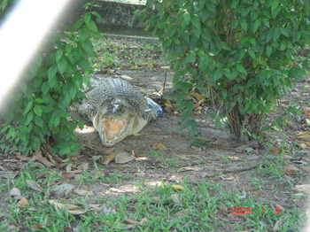 penang bird park alligator.JPG