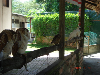 penang bird park owls.JPG