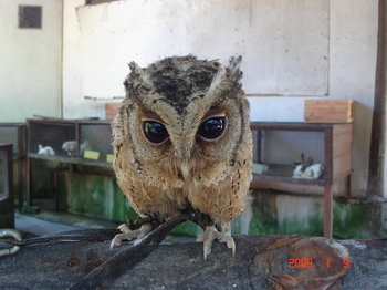 penang bird park small owl.JPG