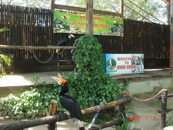 penang bird park stage.JPG
