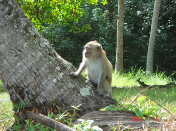 penang national park -  monkey.JPG