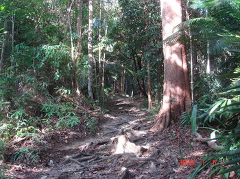 penang national park -  trail.JPG