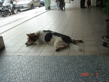 sleeping dog blocking walkway.jpg