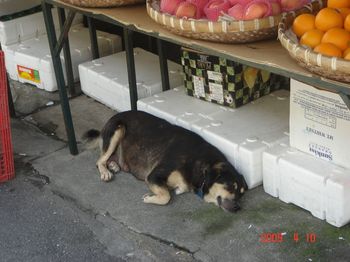 sleeping dog carnarvon.jpg